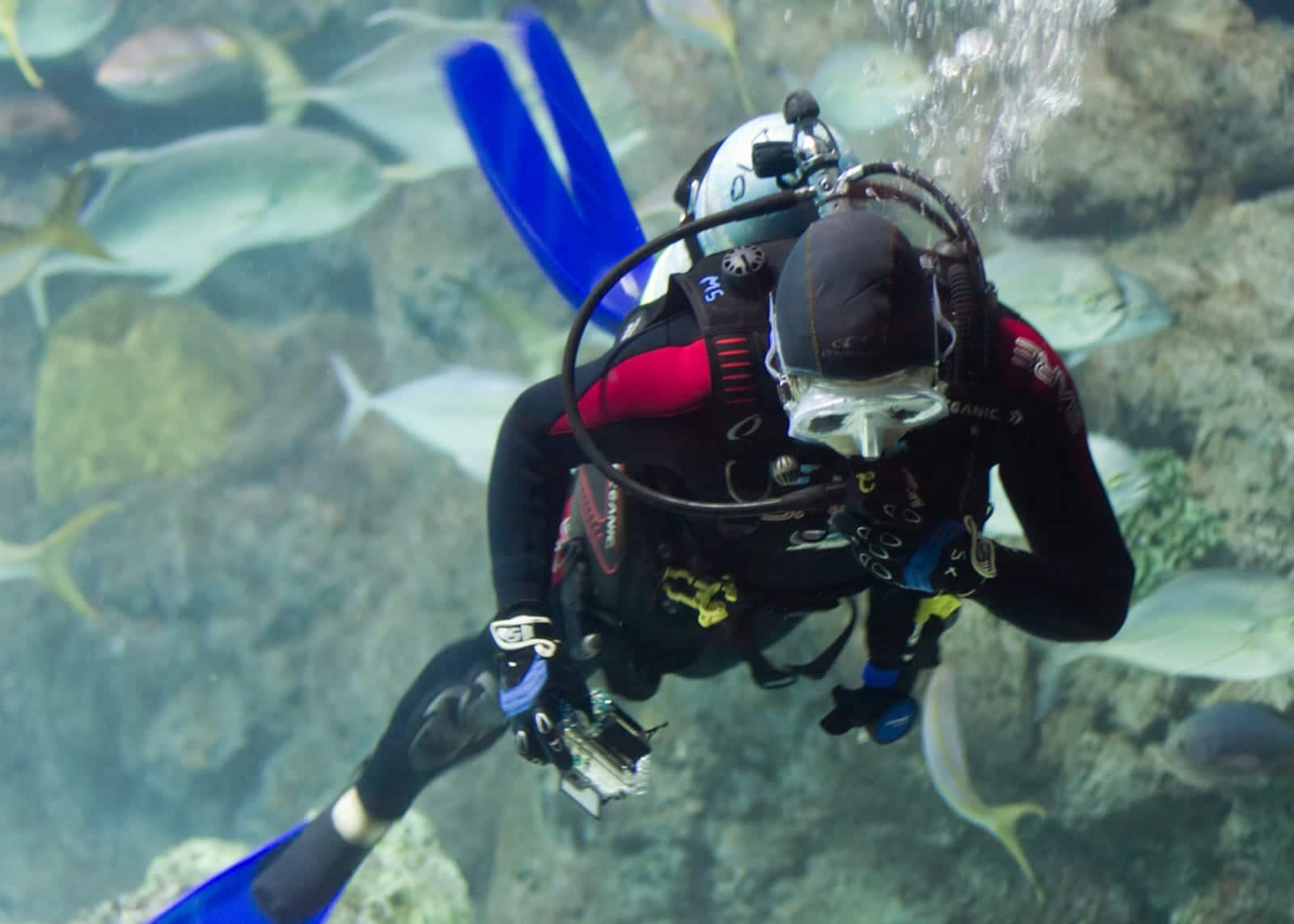 Colorado Watersports Scuba Diving Downtown Aquarium Denver