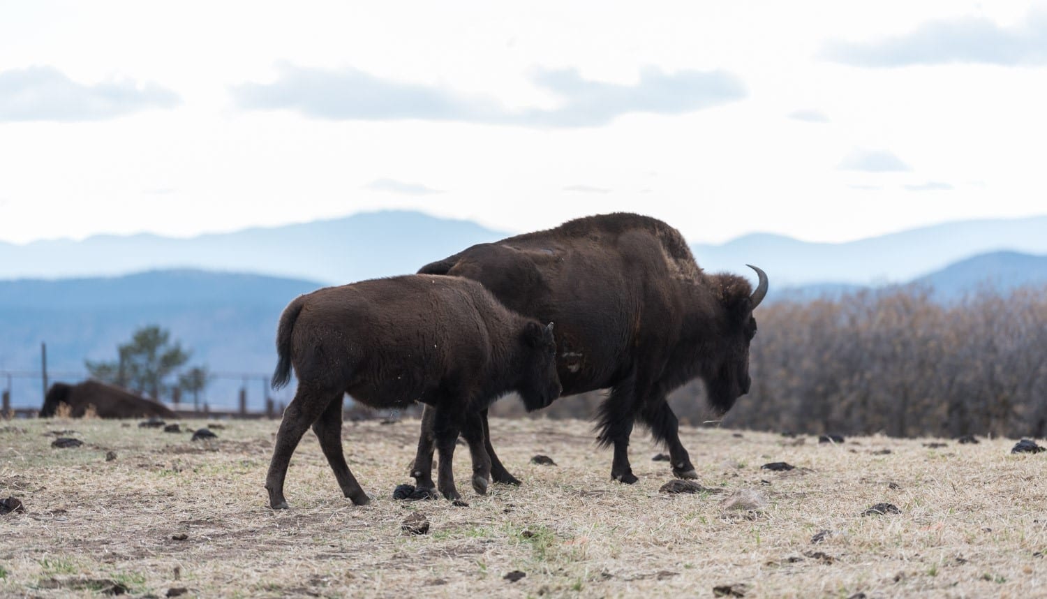 image of bison at Daniels Park