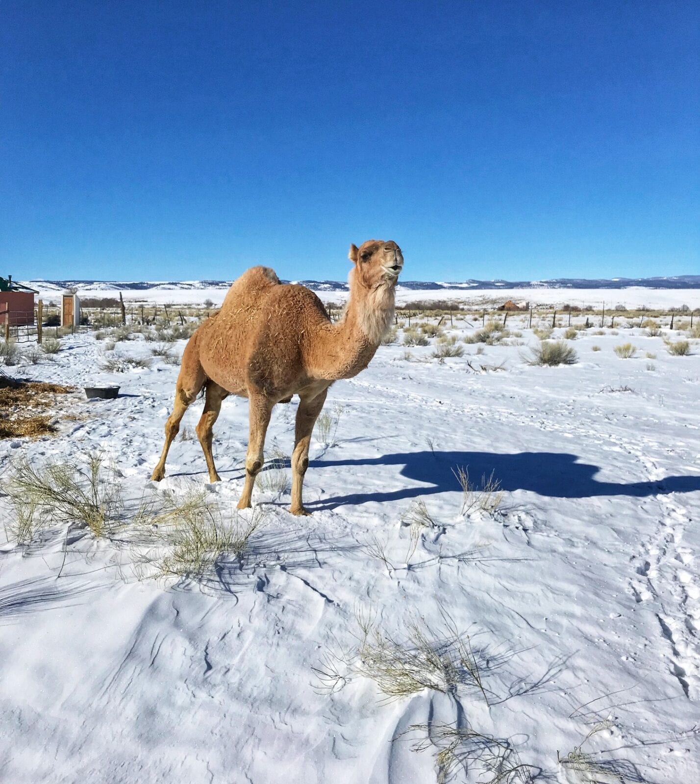 image of camel on a farm