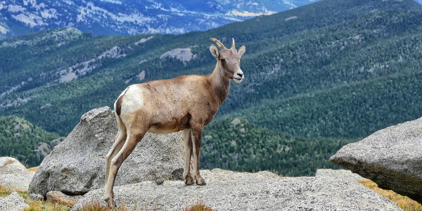 Sheep Posing on Mount Evans near Evergreen CO