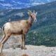 Sheep Posing on Mount Evans near Evergreen CO