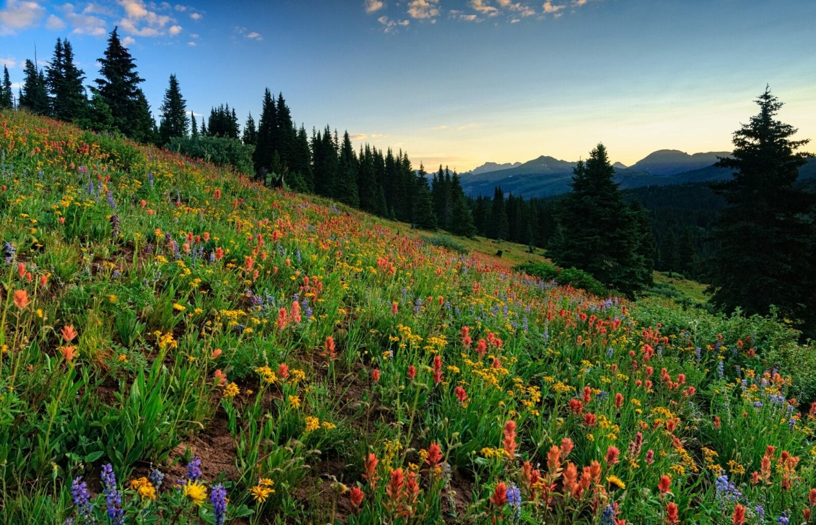 image of wildflowers along shrine pass