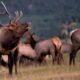 Big Game Hunting Colorado Bull Elk Estes Park