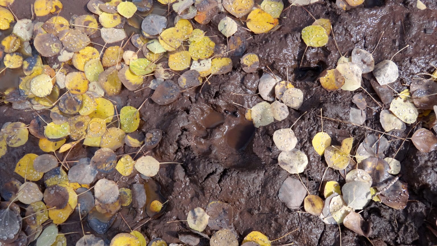 Big Game Hunting Seasons and Draws in Colorado 2019 Season Dates in CO