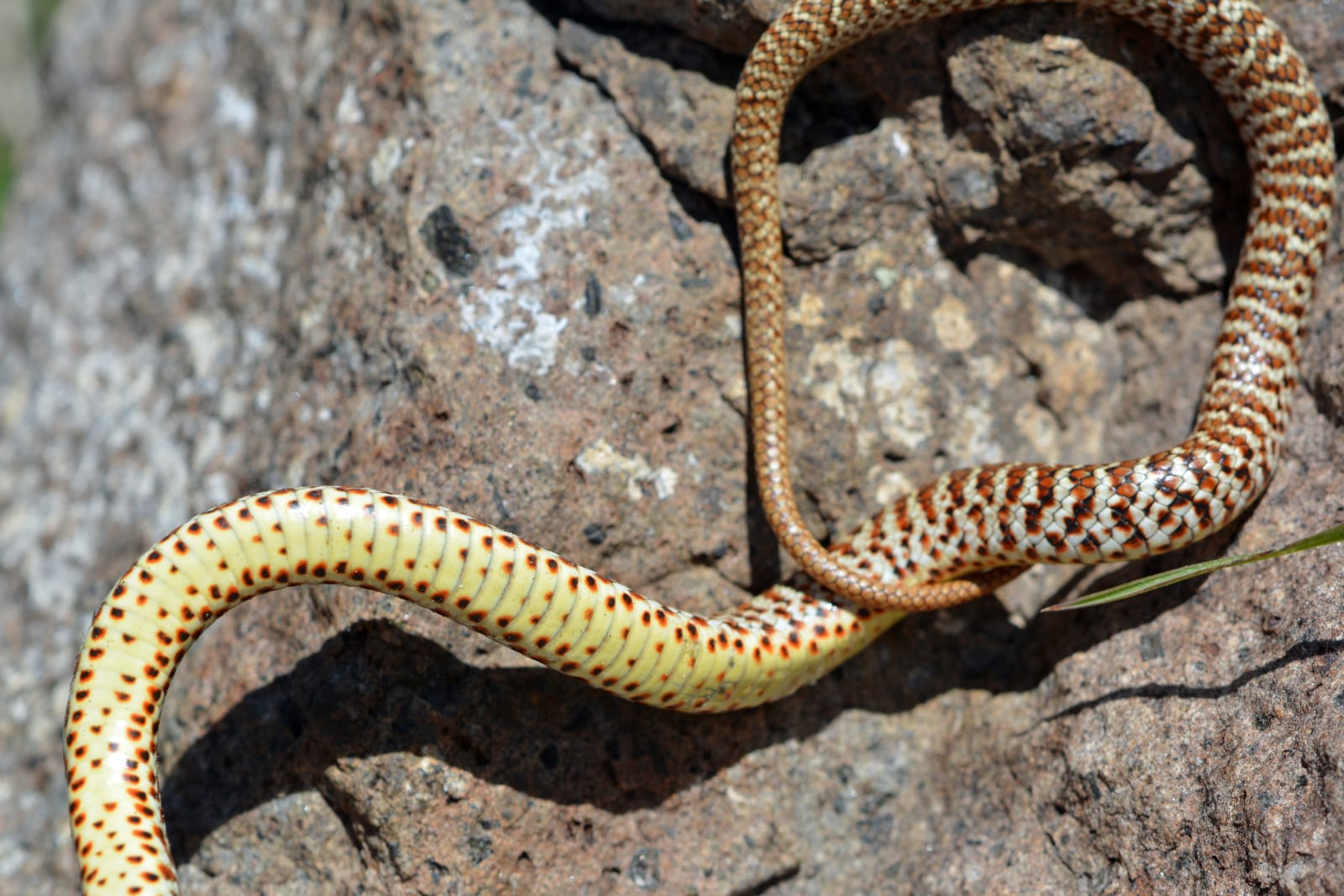 Giant Boa Found Slithering Through A Fort Collins Neighborhood