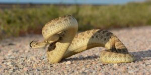 Colorado Snakes Prairie Rattlesnake Weld County