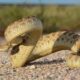 Colorado Snakes Prairie Rattlesnake Weld County