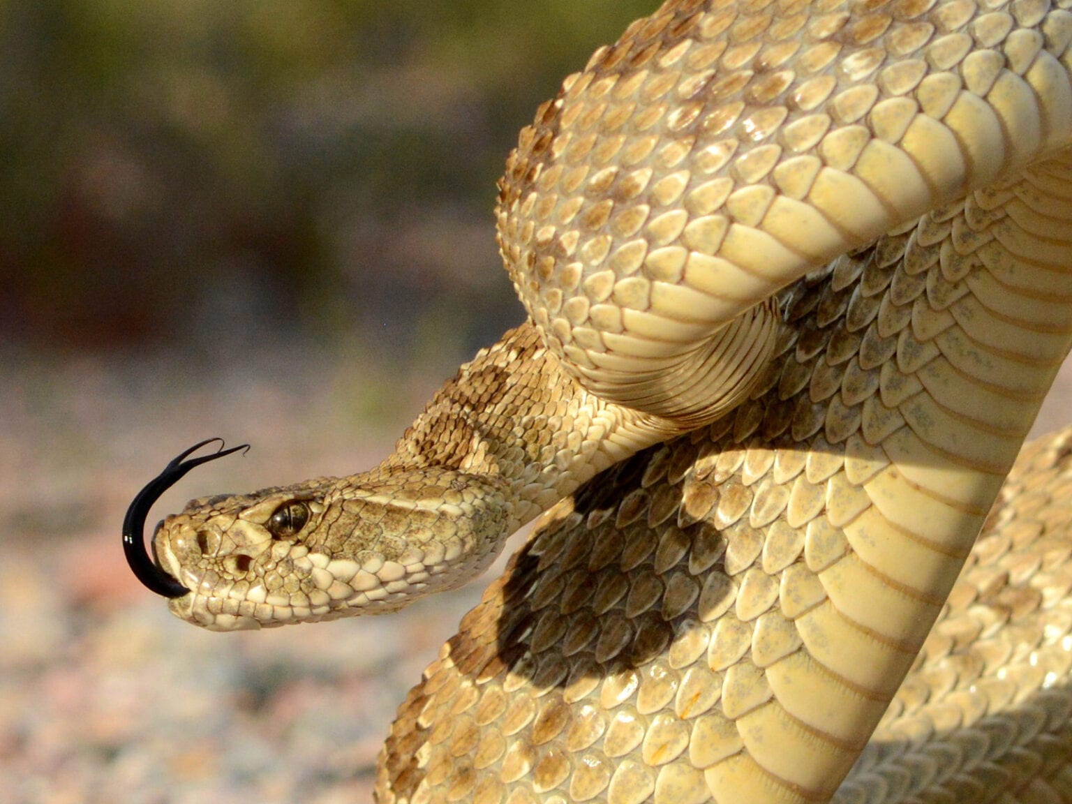 Colorado’s Snakes What, When & Where Common Poisonous and Non