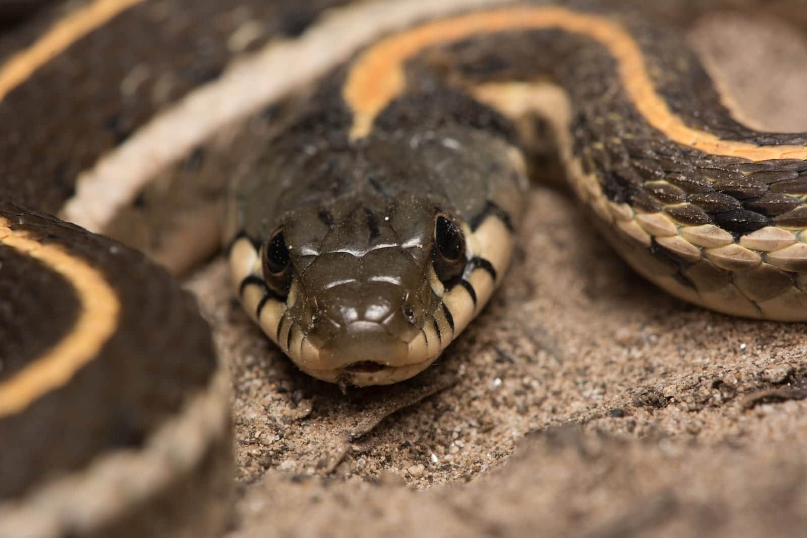 Colorado S Snakes What When Where Common Poisonous And Non