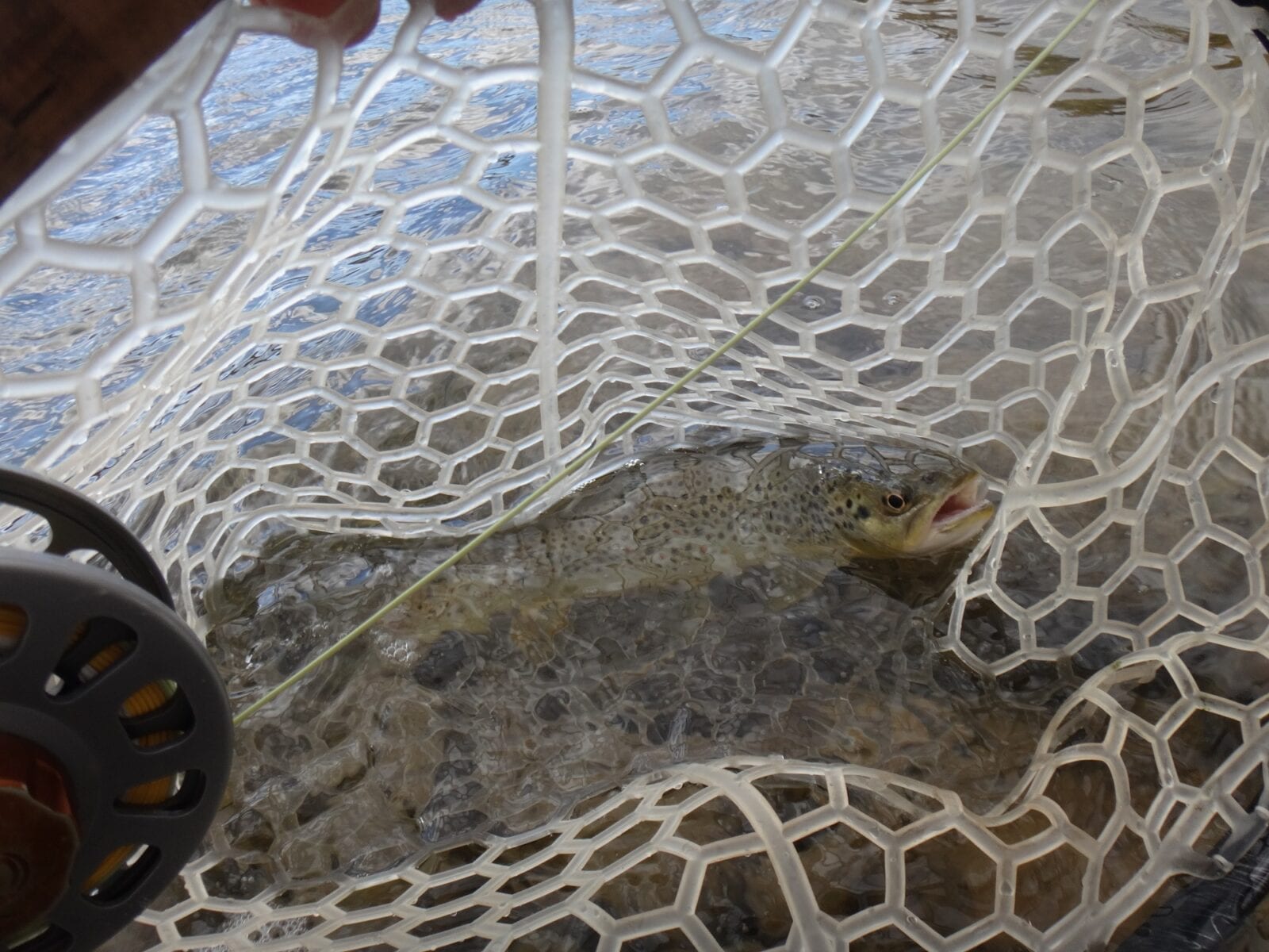 Fly Fishing Catching Trout River Colorado