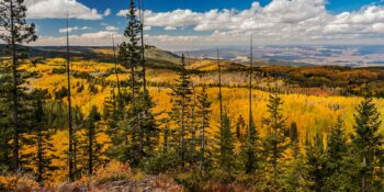 Grand Mesa National Forest Autumn Colors Colorado