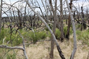 Colorado Wildfires Mesa Verde National Park Dead Trees