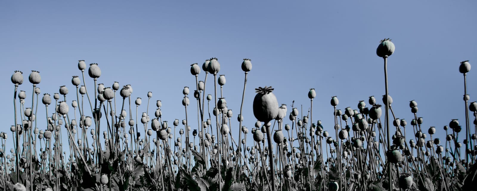 Opium Poppy Field Kabul
