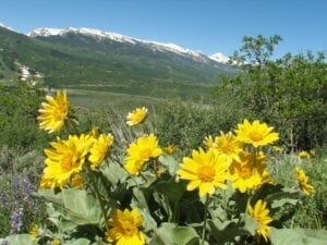 Sunnyside Trail Aspen Colorado Sun Flowers