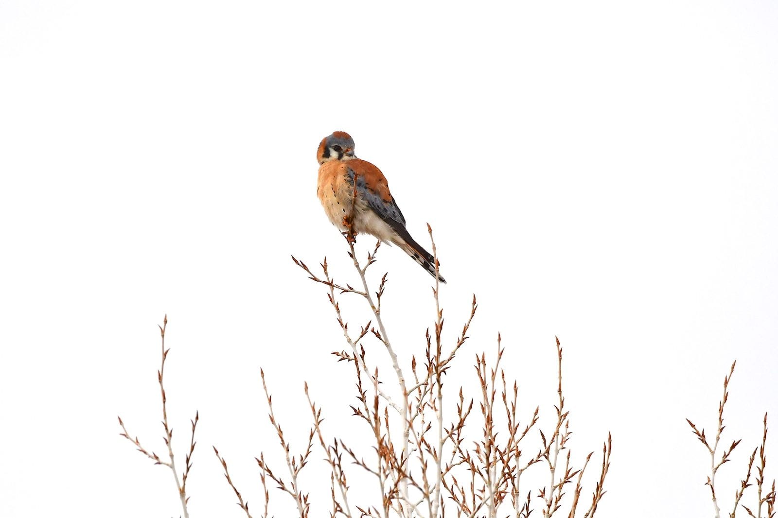 American Kestrel