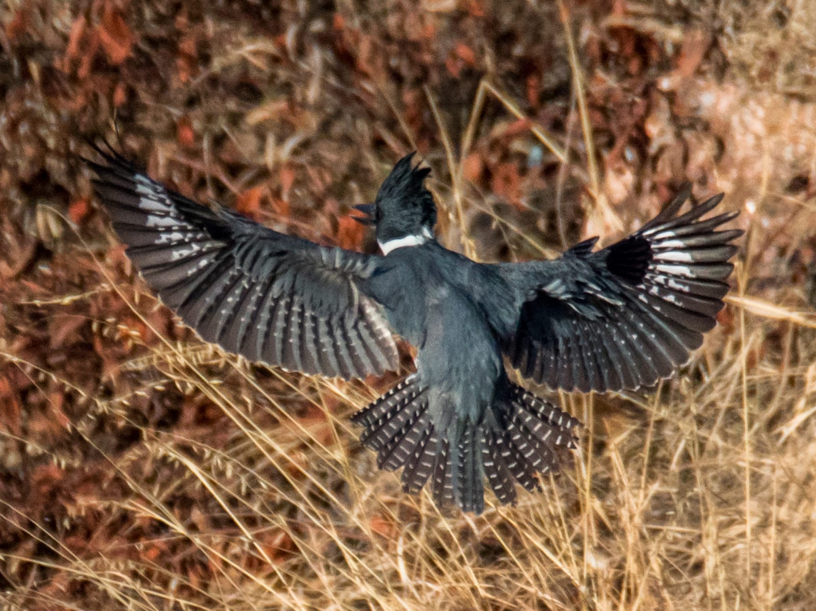 Belted Kingfisher, Colorado