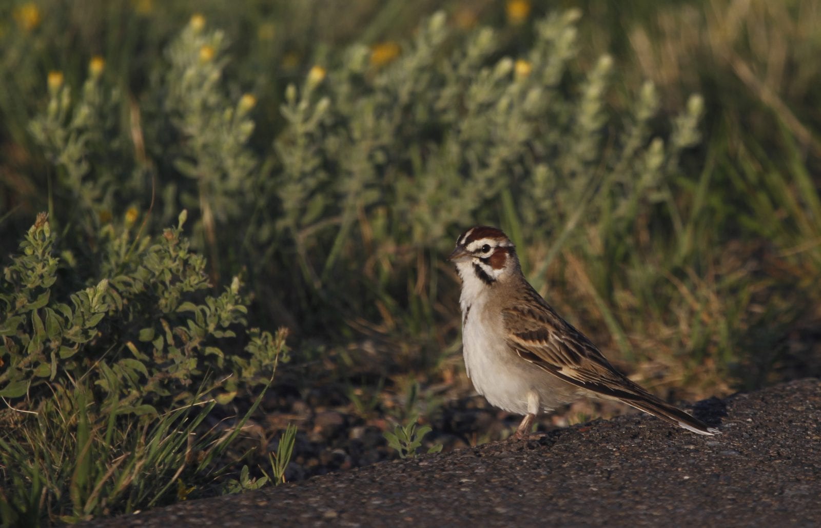 Bird Viewing at John Martin Reservoir, Colorado