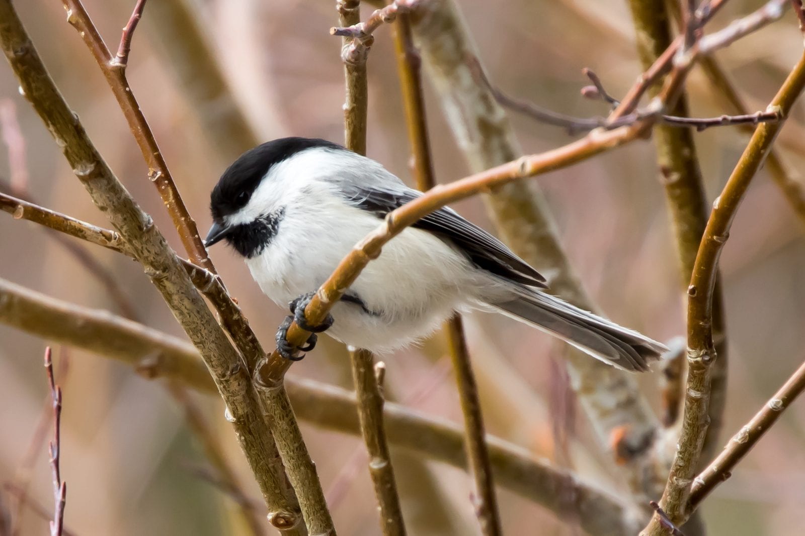 Black-capped Chickadee