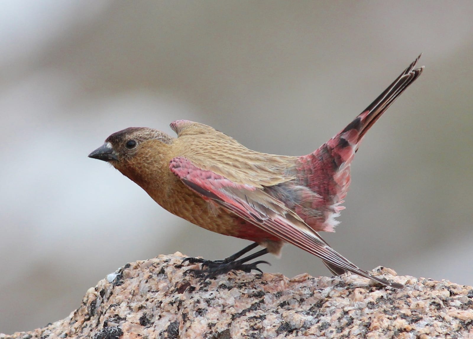 Brown-capped Rosy Finch, Colorado