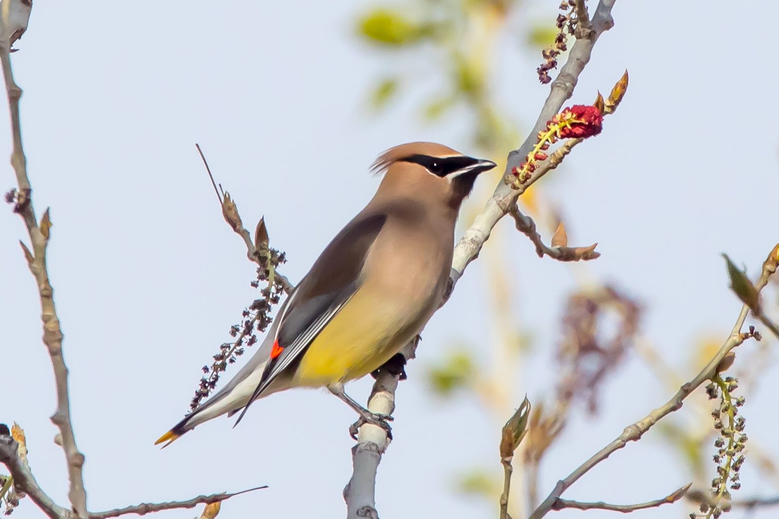 Cedar Waxwing