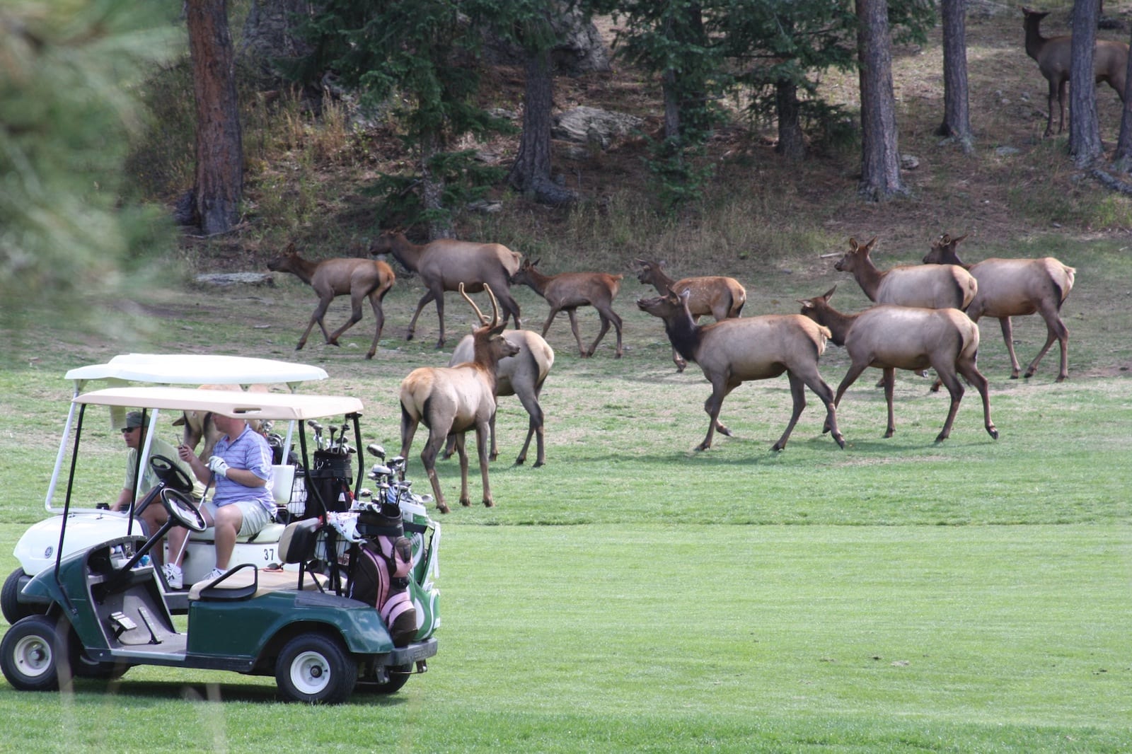 Elk on the golf course at Evergreen CO