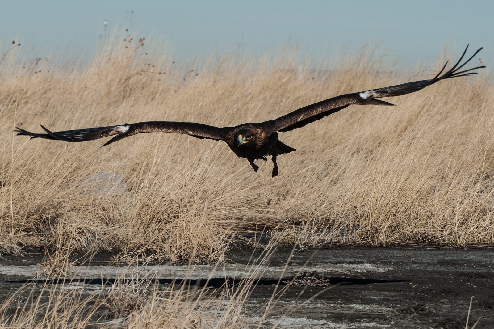 Wings Over ColoradoWings Over Colorado • Breeding Birds-of-Prey