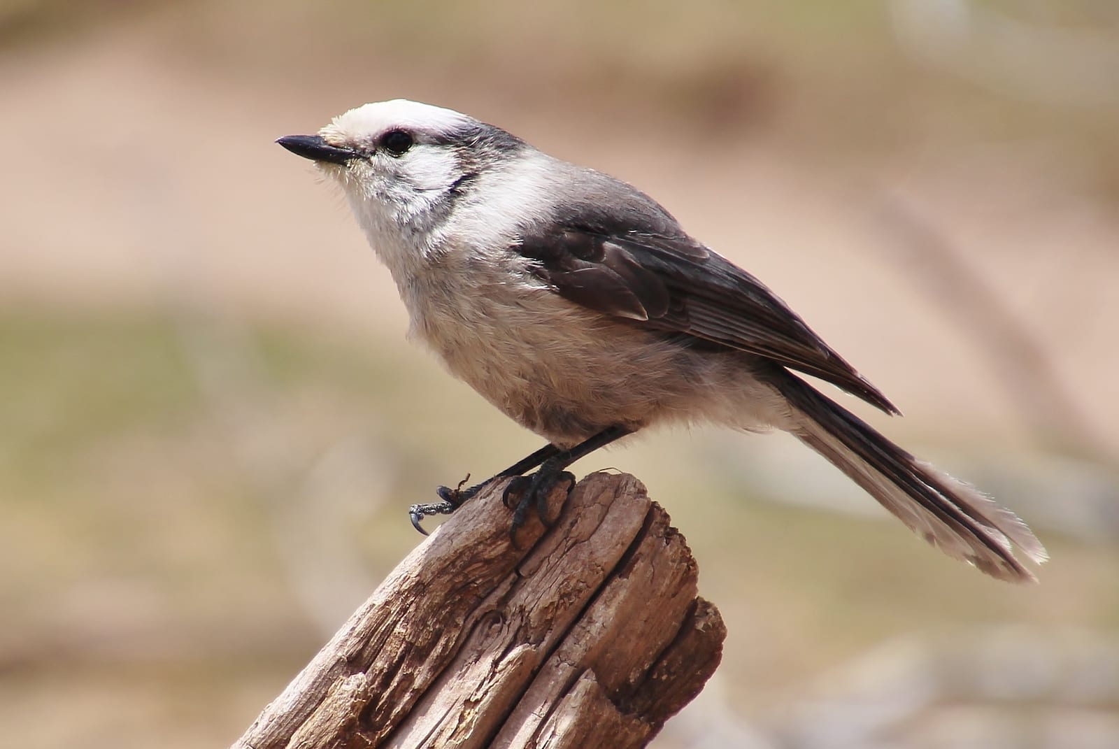Gray Jay, Colorado