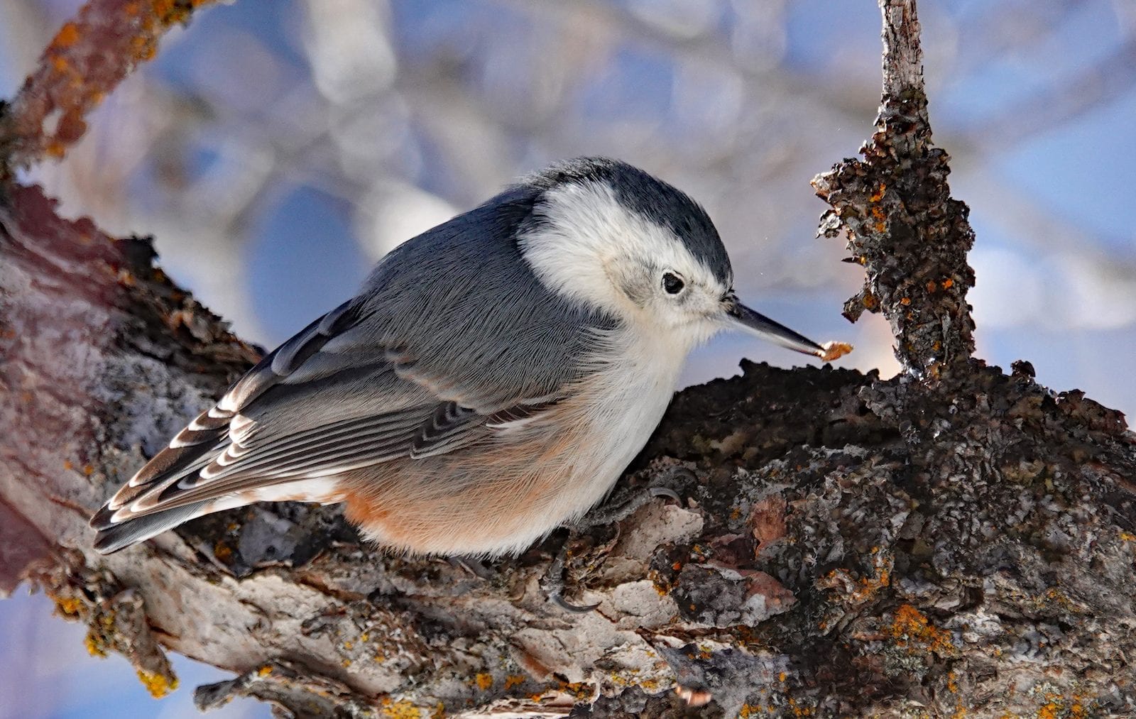 White-breasted Nuthatch