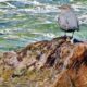 American Dipper