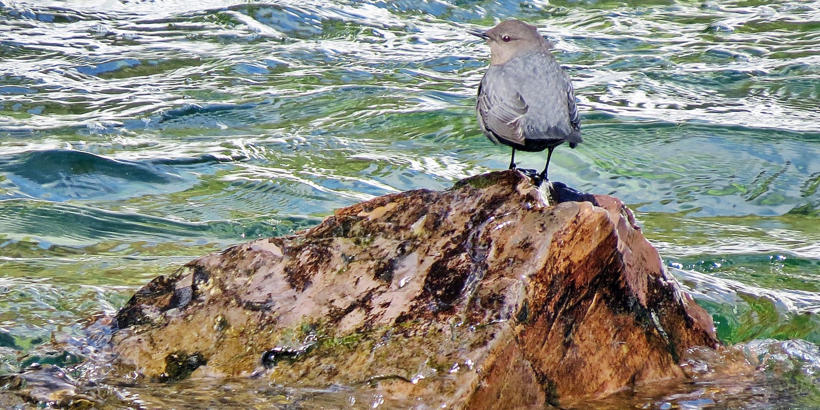 American Dipper