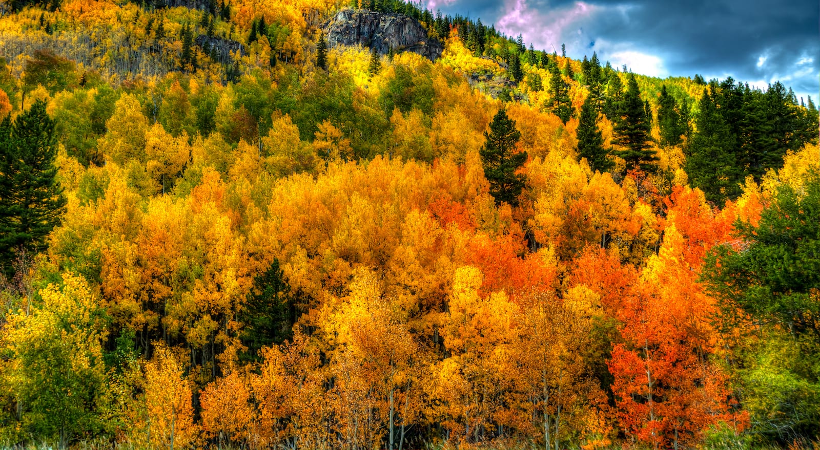 Best Fall Colors Aspen Grove Forest Eagle Colorado