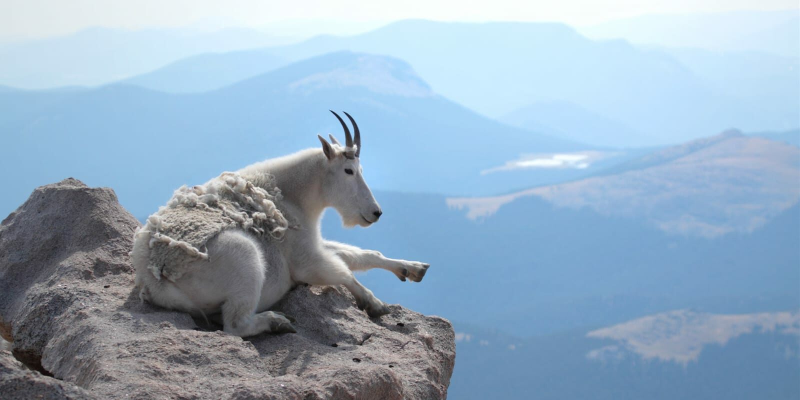 Mt Evans Mountain Goat Overlook Colorado