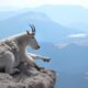 Mt Evans Mountain Goat Overlook Colorado