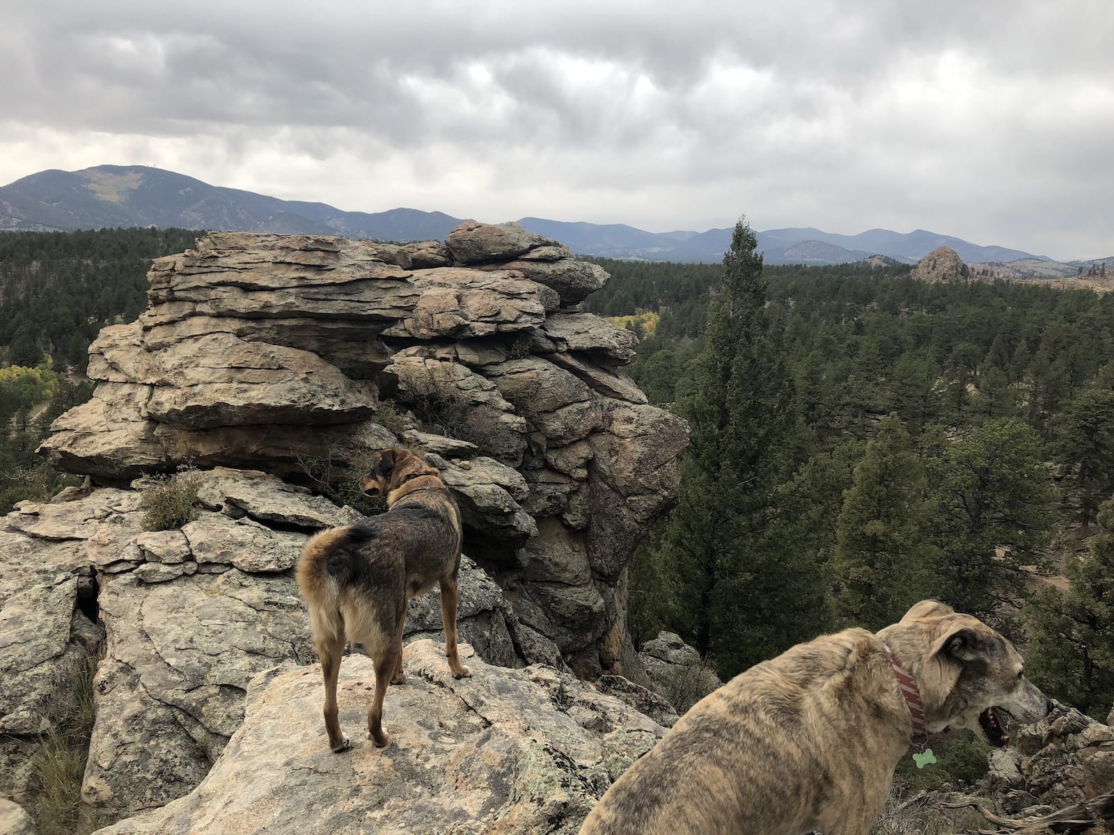 Park County Overlook Pike National Forest Dogs