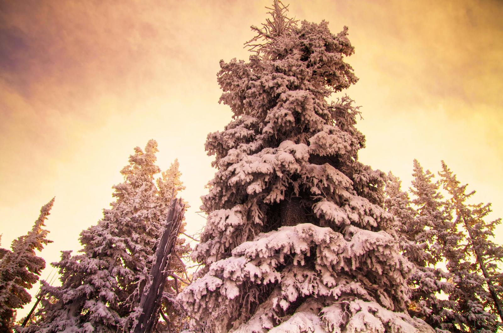 Vail Ski Resort Blue Sky Basin Evergreen Trees Covered in Snow