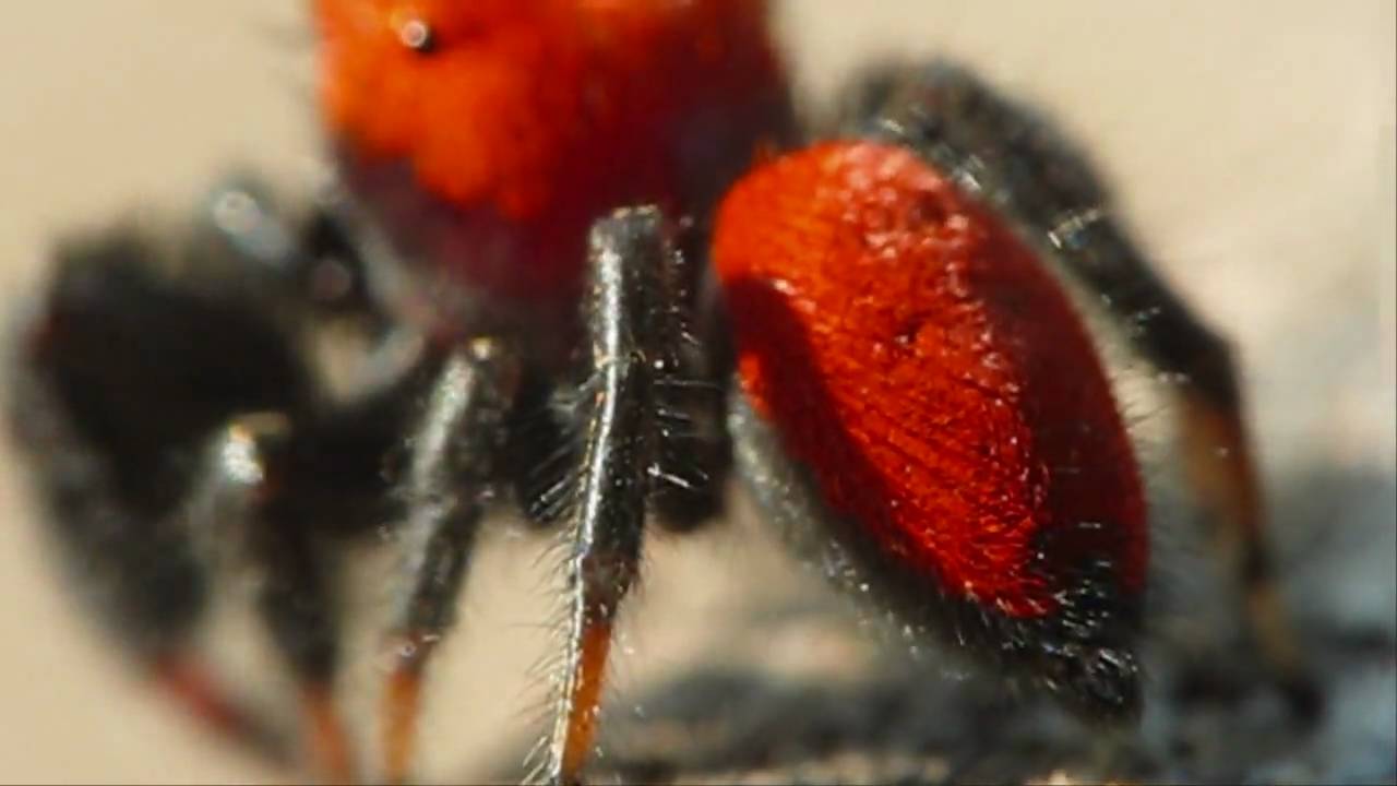 Male Apache Jumping Spider