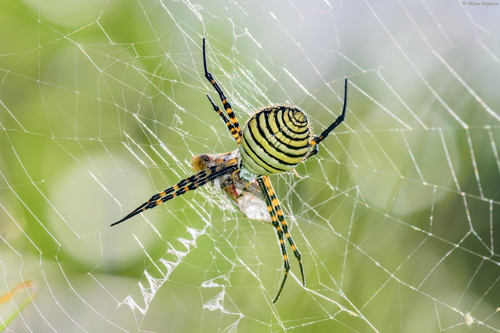 Banded Garden Spider