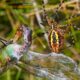 Banded Garden Spider Feasts on a Green Darner Dragonfly