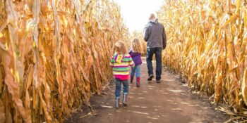 image of people walking through a corn maze