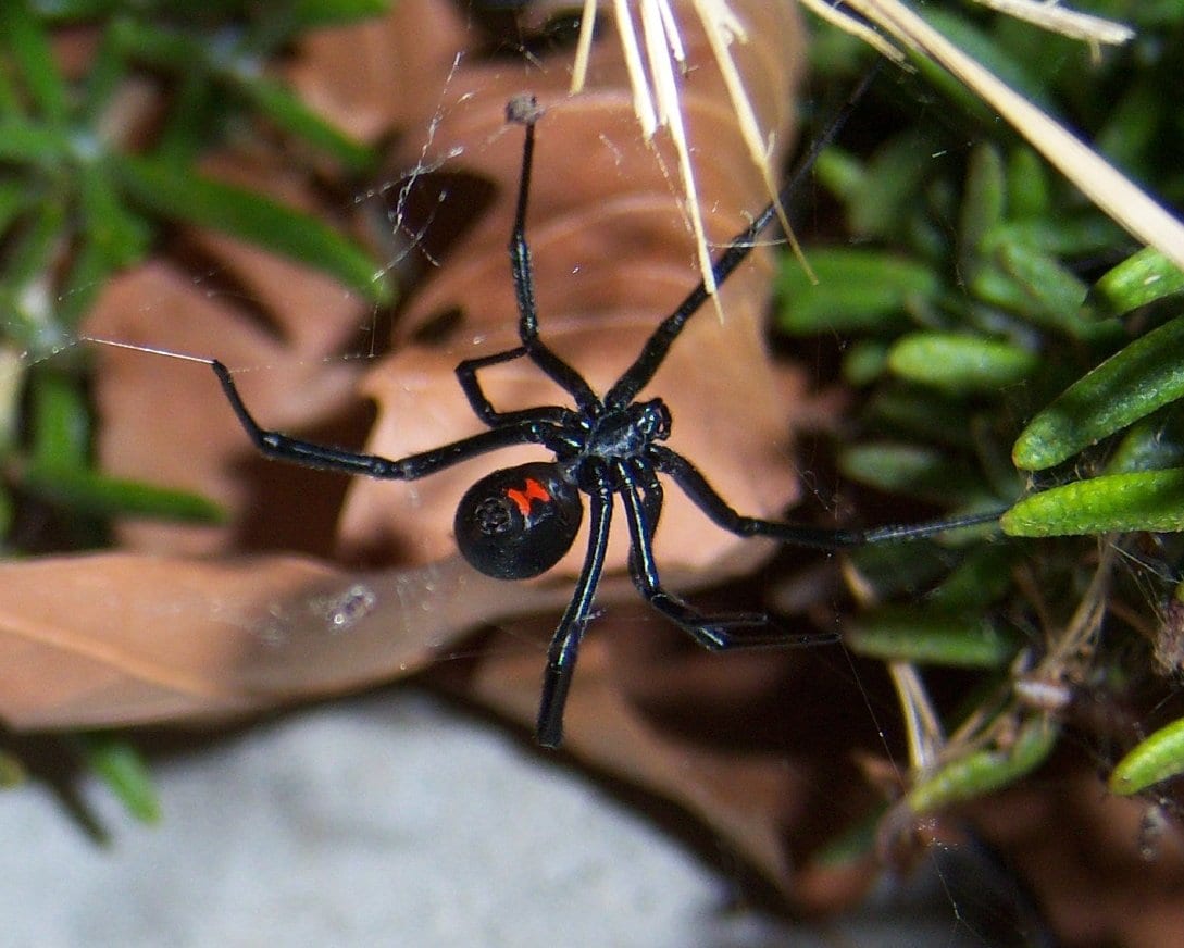 Black Window Spider