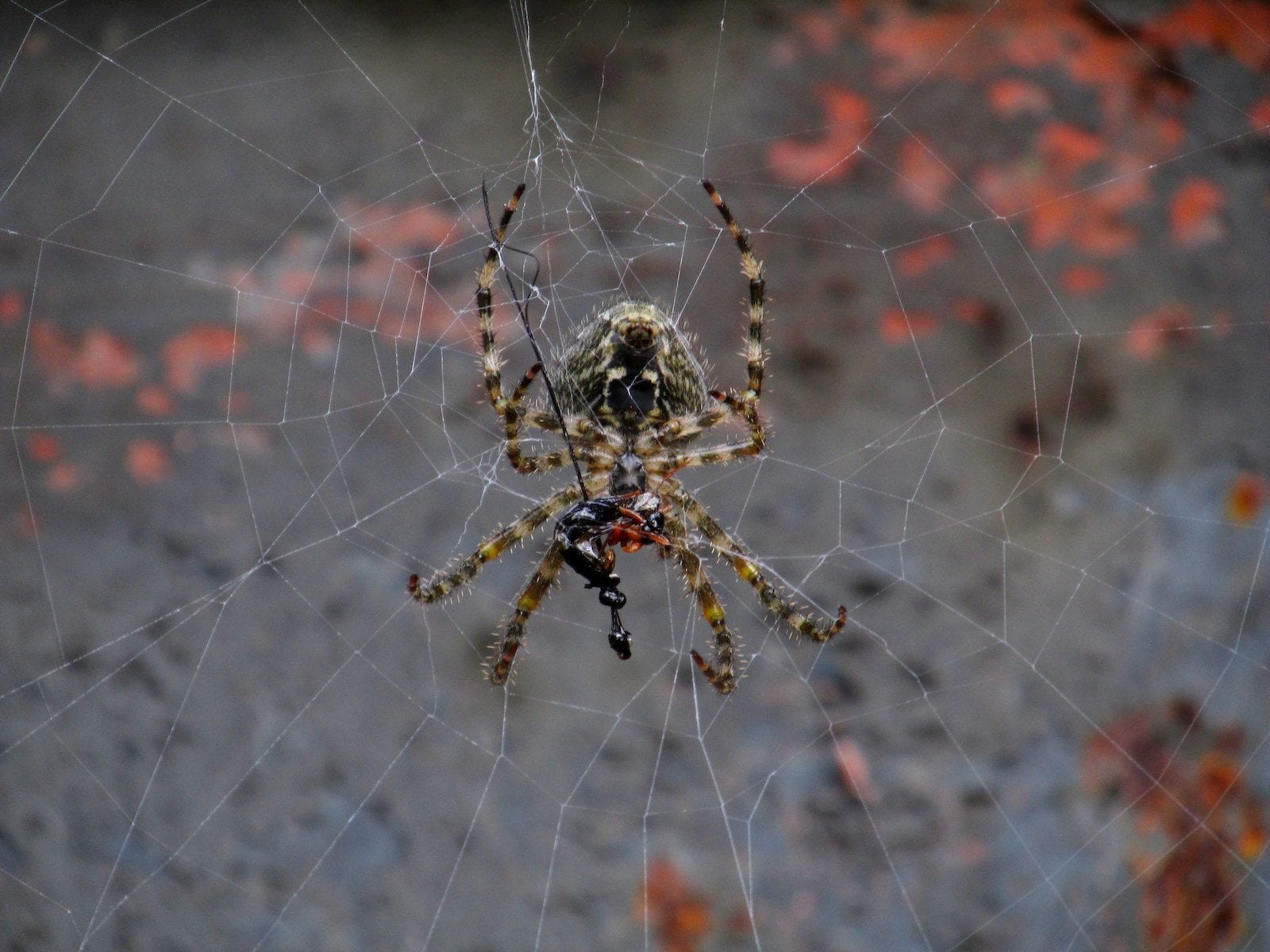 Bridge Orb Weaver