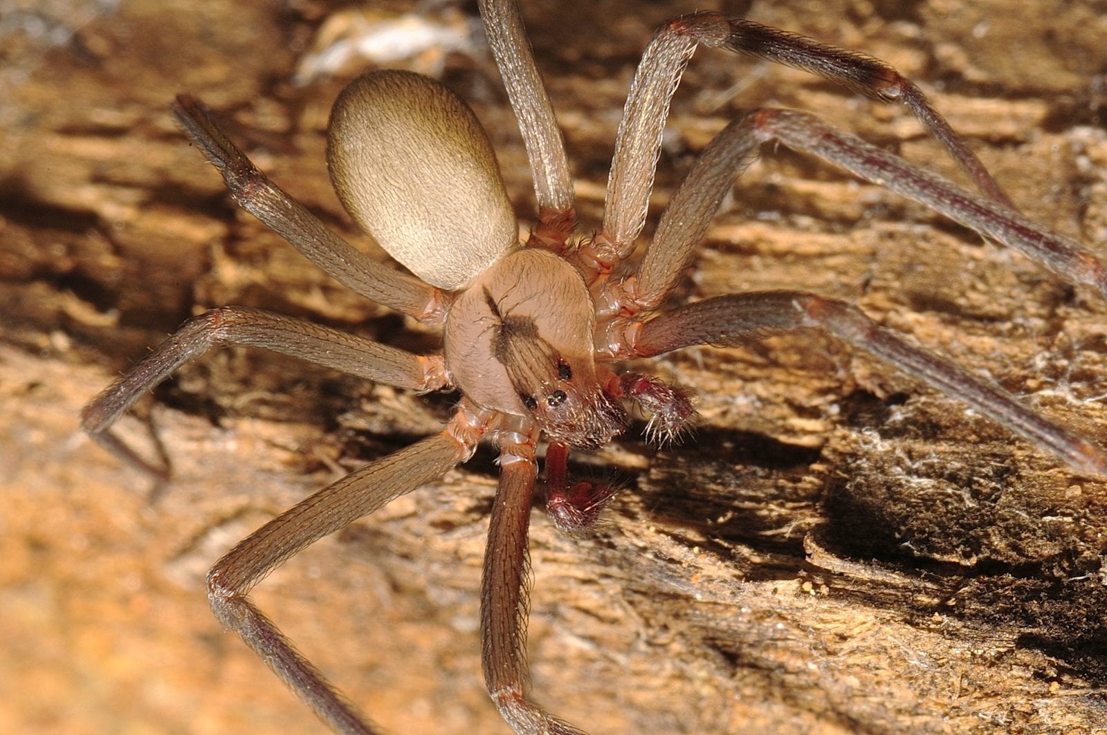 albino wolf spider