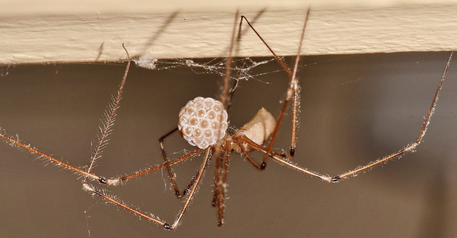 Cellar Spider