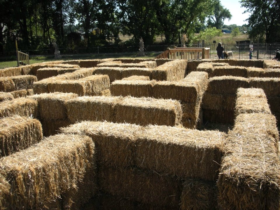 image of hay barrel maze