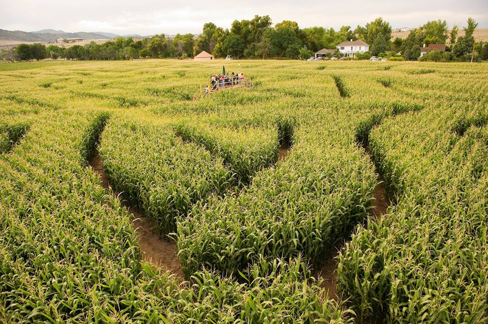 image of corn maze