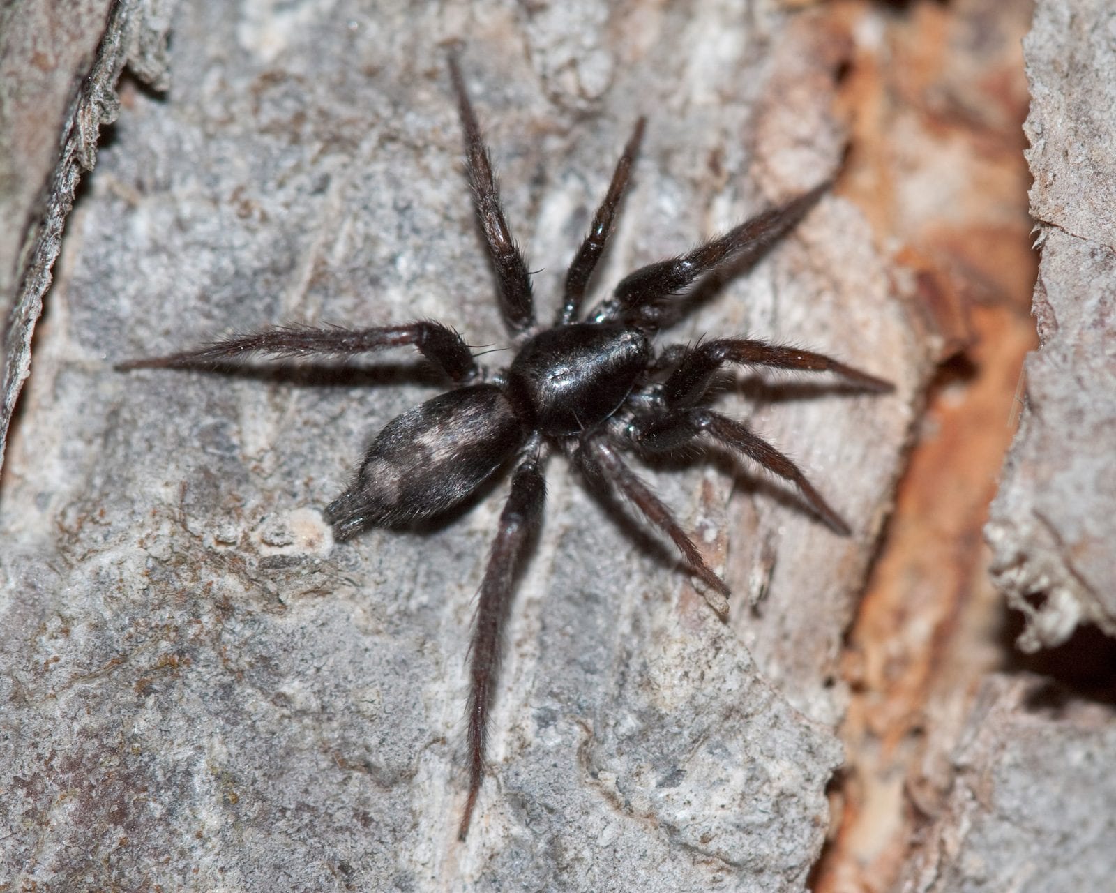 Eastern Parsons Spider