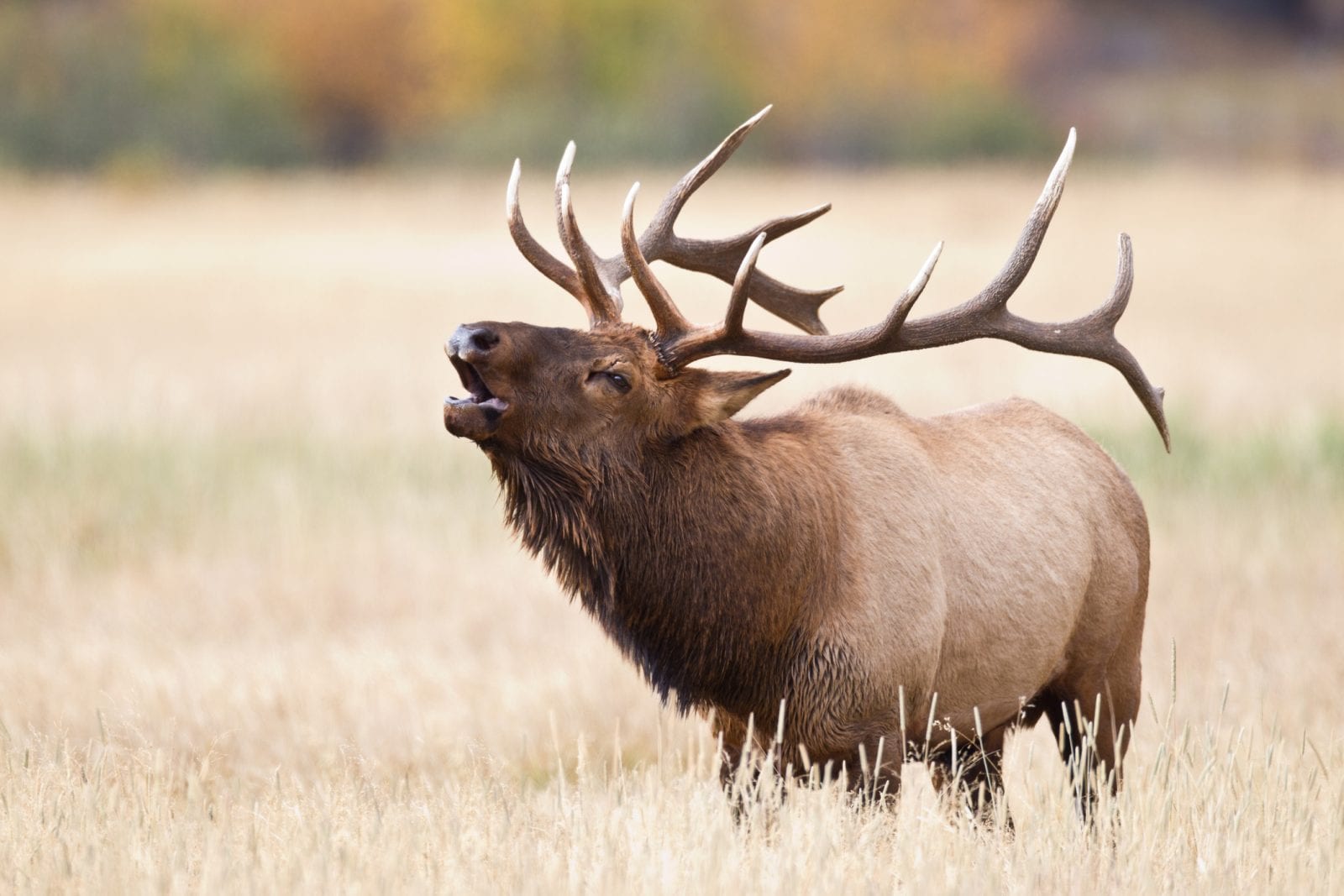 image of an elk