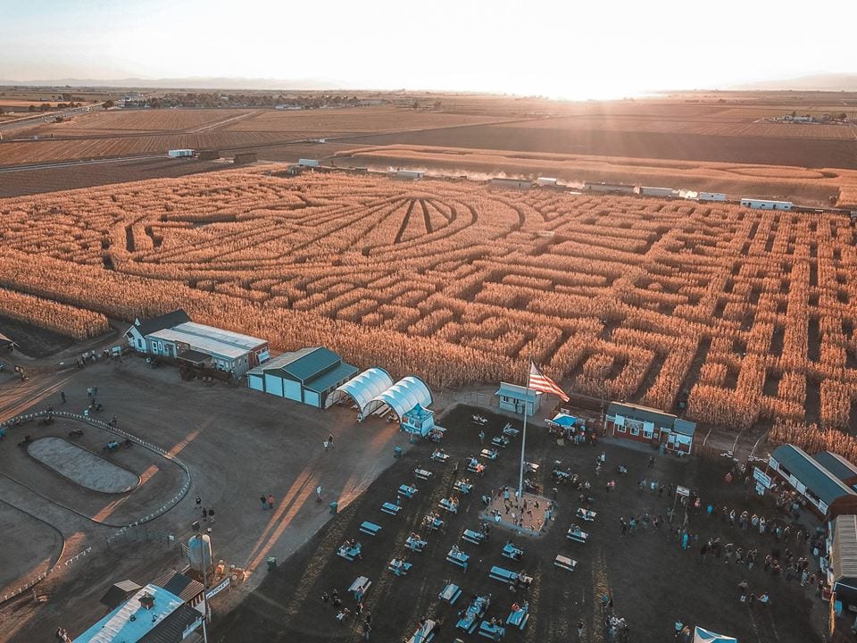 image of corn maze
