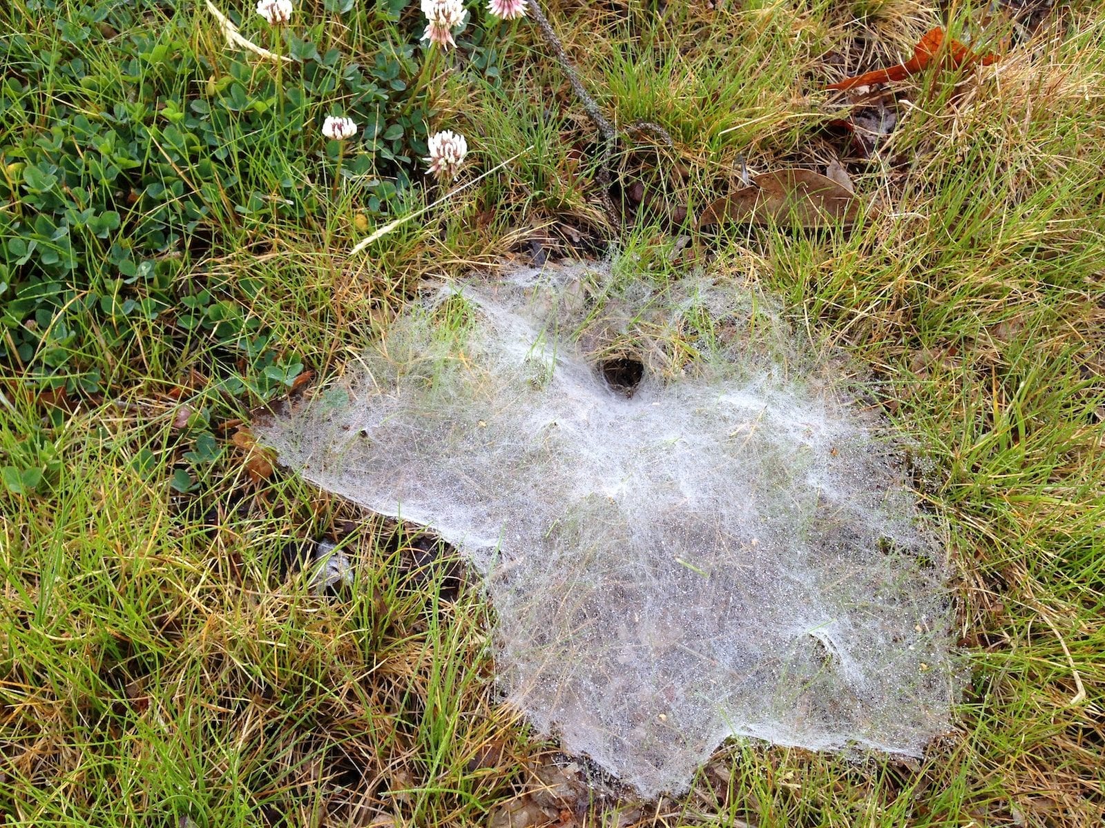 Funnel Spider