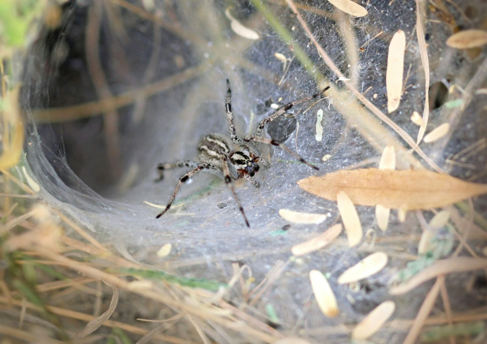 Funnel Weaver Spider